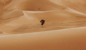 社会企业解决的是什么样的社会问题？